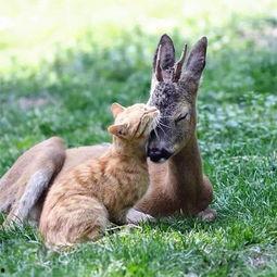 动物奶油爆料视频,视频爆料揭露行业黑幕  第3张 动物奶油爆料视频,视频爆料揭露行业黑幕  第3张